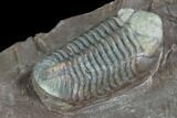 Triple Austerops Trilobite - Jorf, Morocco #95483-4